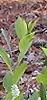 Itea virginica 'Henry's Garnet'