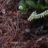 Itea virginica 'Henry's Garnet'