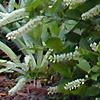 Itea virginica 'Henry's Garnet'
