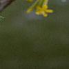 Ribes odoratum, flowers