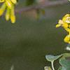Ribes odoratum, flowers