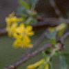 Ribes odoratum, flowers
