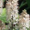 Tiarella wherryi, flowers