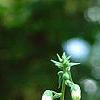 Digitalis thapsi 'Spanish Peaks', flowers