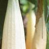 Brugmansia versicolor 'Peach Chandelier', flowers