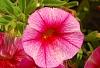 Calibrachoa 'Balcanrost', flowers