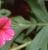 Calibrachoa 'Million Bells Cherry Pink', flowers