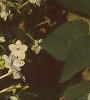 Nicotiana x sanderae 'Domino Limegreen'