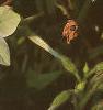 Nicotiana x sanderae 'Domino Limegreen', flowers
