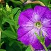 Petunia 'Flash Mob Bluerific', flowers