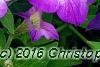 Petunia 'Flash Mob Bluerific', flowers