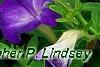 Petunia 'Flash Mob Bluerific', flowers