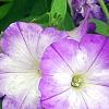 Petunia 'Flash Mob Bluerific', flowers
