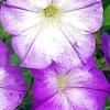 Petunia 'Flash Mob Bluerific', flowers