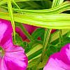 Petunia 'Supertunia Raspberry Blast', flowers