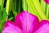 Petunia 'Supertunia Raspberry Blast', flowers