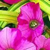 Petunia 'Supertunia Raspberry Blast', flowers
