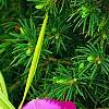 Petunia 'Supertunia Raspberry Blast', flowers