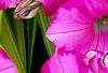 Petunia 'Supertunia Raspberry Blast', flowers