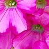 Petunia 'Supertunia Raspberry Blast', flowers