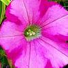 Petunia 'Supertunia Raspberry Blast', flowers