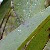 Symplocos tinctoria