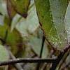 Symplocos tinctoria