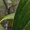 Symplocos tinctoria