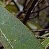 Symplocos tinctoria