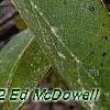 Symplocos tinctoria
