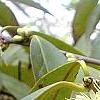 Symplocos tinctoria