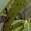 Symplocos tinctoria