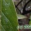 Symplocos tinctoria