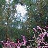 Tamarix ramosissima 'Summer Glow'