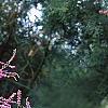 Tamarix ramosissima 'Summer Glow'