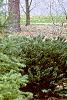 Cunninghamia lanceolata, habit
