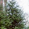 Cunninghamia lanceolata, habit