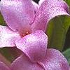 Daphne 'Lawrence Crocker'