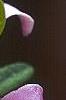 Daphne 'Lawrence Crocker'
