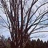 Zelkova serrata
