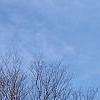 Zelkova serrata