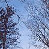 Zelkova serrata