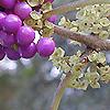 Callicarpa americana
