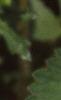 Verbena canadensis