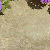 Verbena 'Homestead Purple'