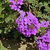 Verbena 'Homestead Purple'