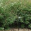 Vitex agnu-castus 'Silver Spire', habit