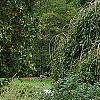 Vitex agnu-castus 'Silver Spire', habit