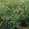Vitex agnu-castus 'Silver Spire', habit