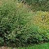 Vitex agnu-castus 'Silver Spire', habit